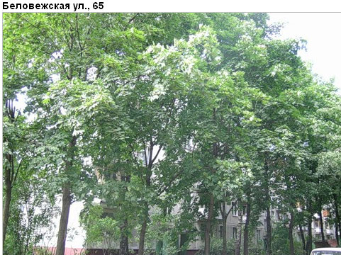 Район Можайский (ЗАО), Беловежская ул., д. 65